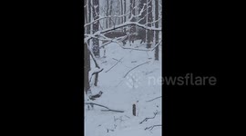 Bucks battle in resident's backyard as snow falls on North Carolina