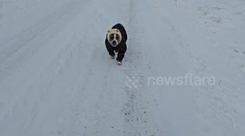 Pittie in a Snowsuit