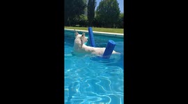 Dog Uses Pool Noodles to Float