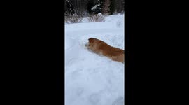 Golden Retriever Tries To Burrow