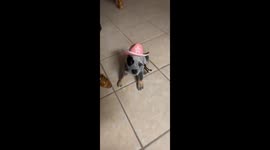 A Yee-Haw Pup