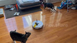 Entertaining the Cats While Cleaning