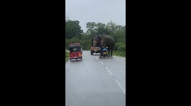 unbelievable a man touched the wild elephant so friendly who on the main road sri lanka