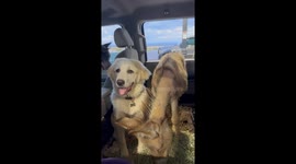 Dogs and Donkey Ride Together In A Truck