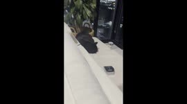 Cat Is Not Amused by Her Owner's Antics