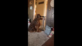 So Much for Pet Gates