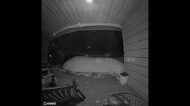 Moose Takes A Shortcut