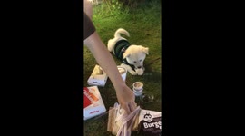 Doggo Enjoys A Pup Cup