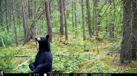 Black Bear Scratches Her Back