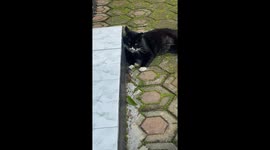 Mouse Turns the Tables on Cat