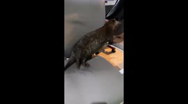 Otter itching itself on office chair looks as if its dancing