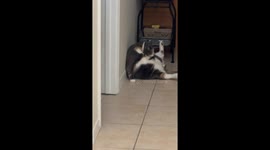 Chunky Cat Has a Hard Time Cleaning Herself