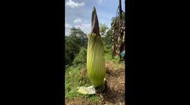 Discovery of rare giant flower in banana plantation surprises Indonesian locals