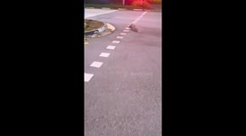Mother pangolin carries her child across a city street in Singapore