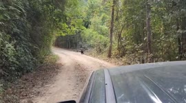 Endangered black panther strolls along forest road as tourist car passes by in Thailand