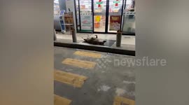 Relaxed stray dog sleeps with paws in the air in front of convenience store