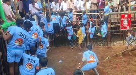 Bull chases bull tamers in world famous jallikttu in south india