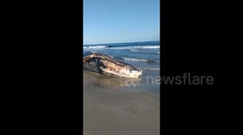 Japan: Dead Whale Found On Beach In Chiba