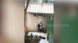 Standing panda bangs on door causing speculation it is 'a human in bear costume'