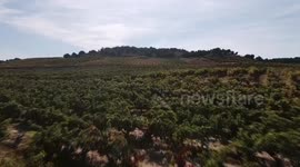 Spain's wineries should jointly build wine brand: Spain's first Chinese-owned vineyard