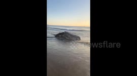 Japan: Dead Whale Found On Beach In Chiba 2
