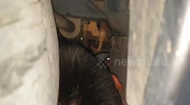 Pet cat trapped in truck undercarriage while chasing rat rescued in Thailand