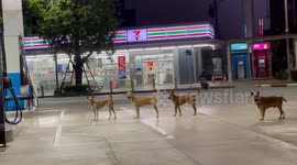 Stray dogs stand in a queue like humans at petrol station