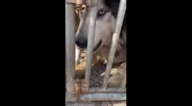Long-lost dog emotionally responds to owner's voice in central China