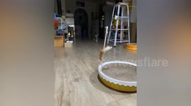 Pet cat trades plastic bottle rings for treats