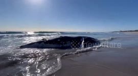 Japan: Dead Whale Found On Beach In Chiba 3