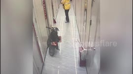 Customer shocked as neighbour's poodle urinates on food delivery