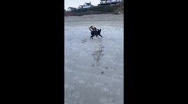 Frisbee sliding fun: dog's unique beach adventure at Cannon Beach, Oregon