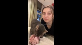 Playful cat shenanigans: a bite for a bite in Tashkent