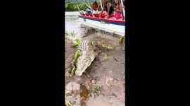Intense moment as crocodile approaches tour boat operator on Tárcoles River, Costa Rica
