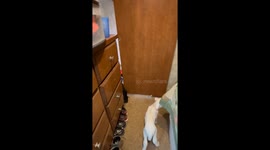 'OMG! There's a baby lamb in here!' - Girl's heart filled with joy upon furry friend's arrival