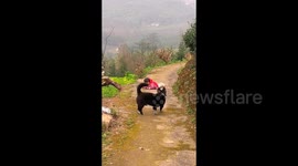 Heartwarming moment devoted dog consoles girl tumbling on country road