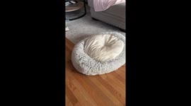 Dog Misunderstands Beds
