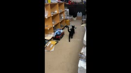 Shop Cat Is Entirely Unhelpful