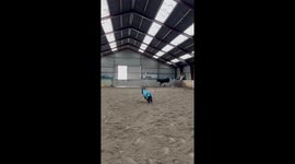 Little Equine and Big Equine Play Together
