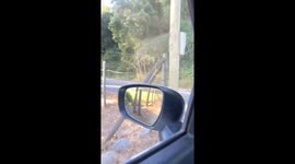 Escaped Horse Ignores Owner