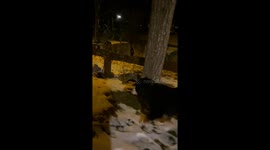 Bernese Mountain Dog Meets Snowman