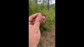 Harmless Scarlet Kingsnake