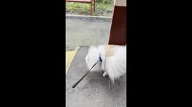 Gymnast Pup Has Interesting Way To Pee