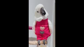 Valentine's Day Cockatoo Fashion