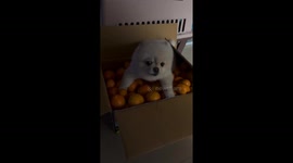 Orange-crazed pooch guards snack stash in Busan, South Korea