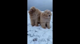 Goldendoodles in the Winter Wind