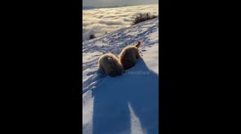 Doodles Dig In The Snow