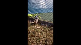 Doggy Desires Tennis Balls