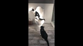 This well-trained cat wows internet by using toilet like a human