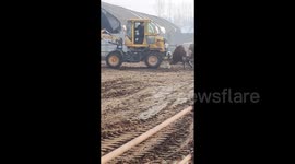 Bulldozer operator and fearless bull clash in dramatic cattle cleanup showdown